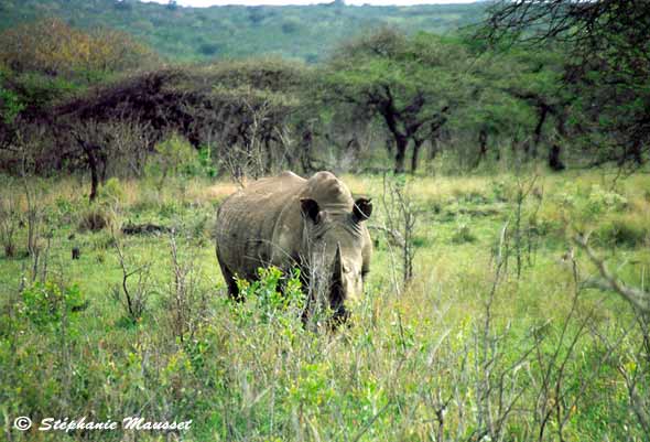 Rhinocéros corne pointée vers l'avant