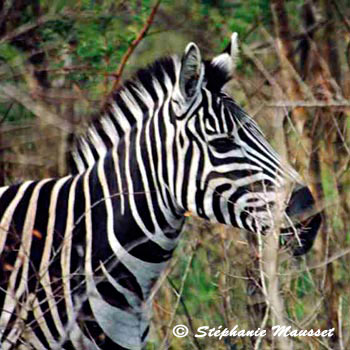 zebra close shot