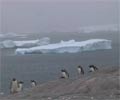 Penguins and icebergs videos