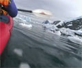 Kayaking with whales in Antarctica