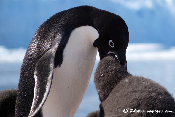 Feeding time for Adelie penguin
