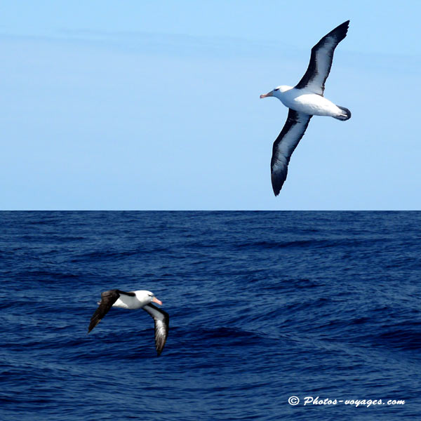 Flying albatrosses