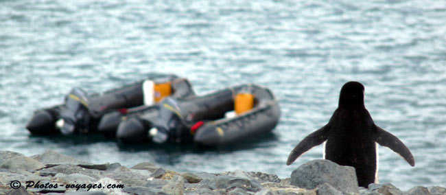 Penguin watching zodiacs in Antarctica