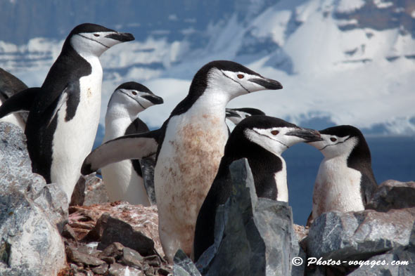 Chinstrap penguins colony in Antarctica