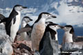 Chinstraps penguins