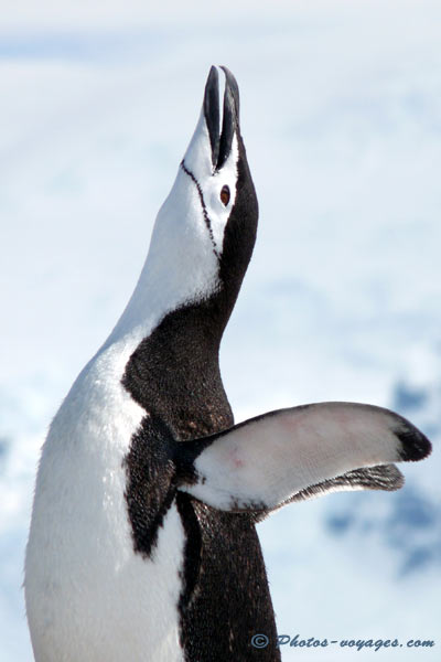 Chinstrap penguin in Antarctica