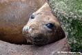 Elephant seal