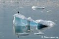 Black bird on iceberg