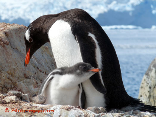 Gentoo penguin and his chick in Antarctica
