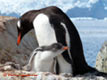 penguin chick