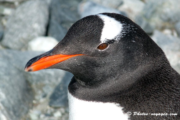 Close shot on a Gentoo penguin