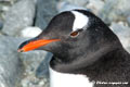 Gentoo portrait