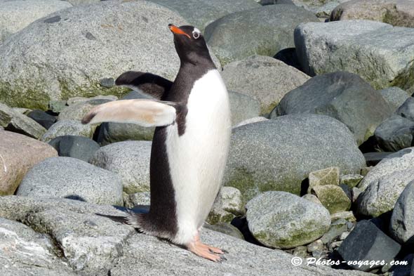 Gentoo penguin on Antarctica rocks