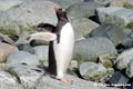 gentoo penguin