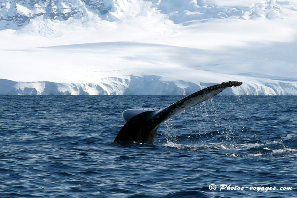 Whale caudal fin in Antarctica