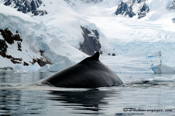 Back of a humpback whale