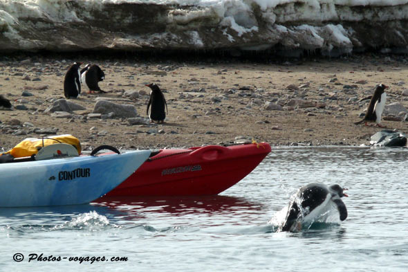 Penguin jumping/porpoising like a dolphin