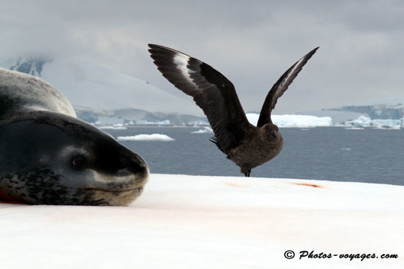 leopard sea and skua on an iceberg