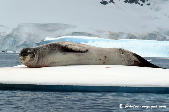 Leopard seal lying on an iceberg in Antarctica