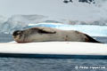 Leopard seal