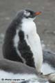 Furry penguin chick