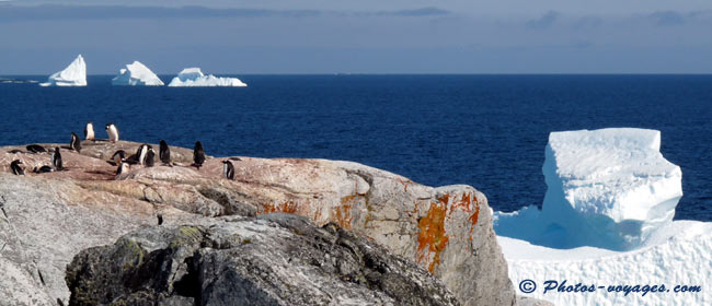 Penguins on a rock facing the immensity of Antarctic ocean