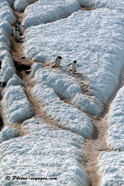 Penguin path in the snow of Antarctica