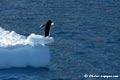 Penguin on iceberg