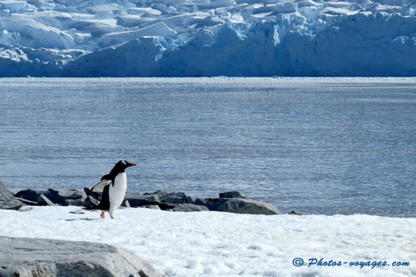 Gentoo penguin walking on the snow