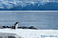 Penguin walk