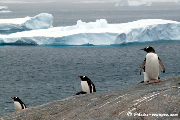 Antarctica landscape with penguins