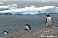 Penguin in Antarctica landscape