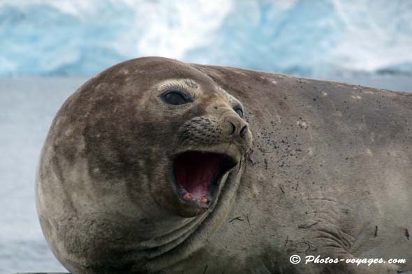 Elephant seal yawning in Antarctica