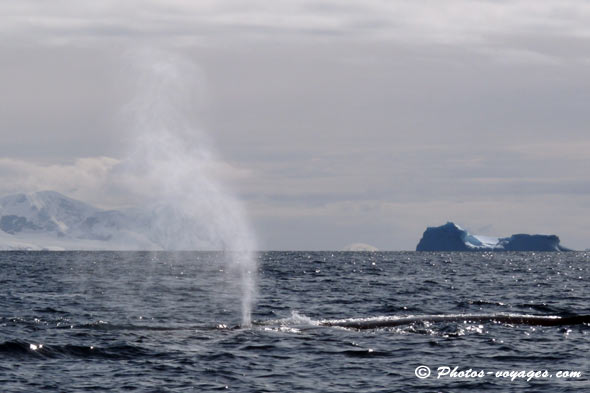 whale air blow in Antarctica