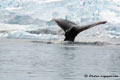 Whale caudal fin