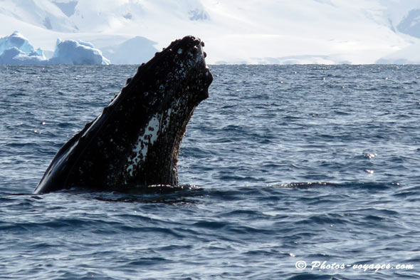 whale head out of Antarctic ocean