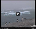 Vidéo expédition antarctique