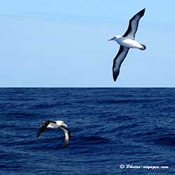 Vers le continent Antarctique