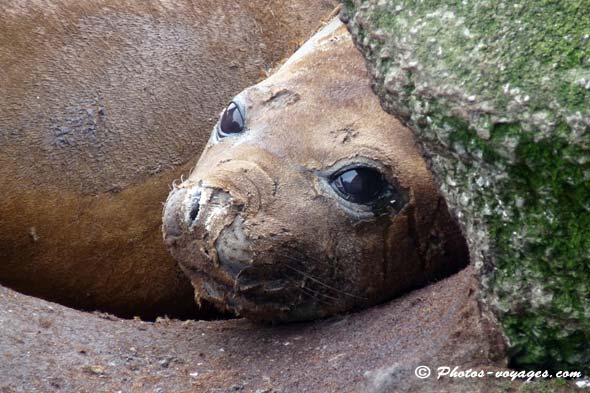 Tête d'éléphant de mer à la mue avancée