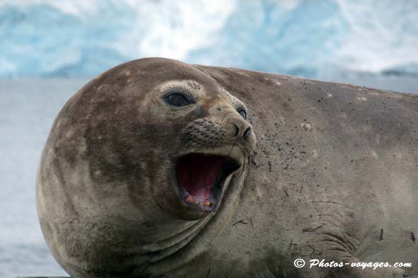 Eléphant de mer gueule ouverte en Antarctique