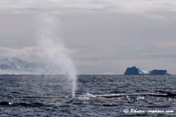 Baleine observée en Antarctique