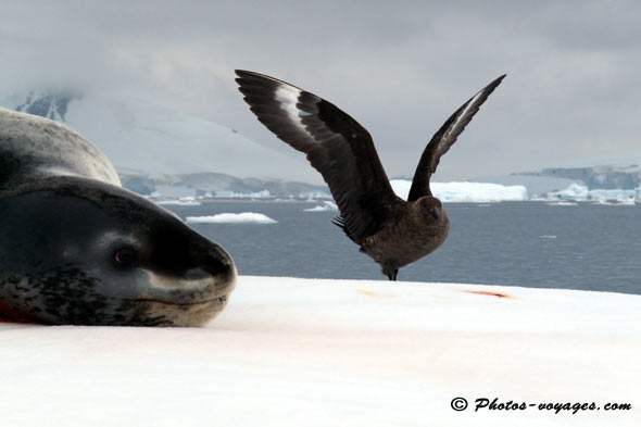 Léopard de mer se repose aux côtés d'un labbe Antarctique