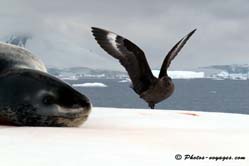 Labbe, Antarctique