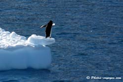 manchot sur iceberg