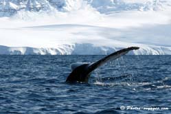 baleine antarctique