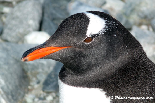 ne pas confondre manchot et pingouin