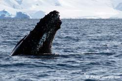 baleine à bosse en Antarctique