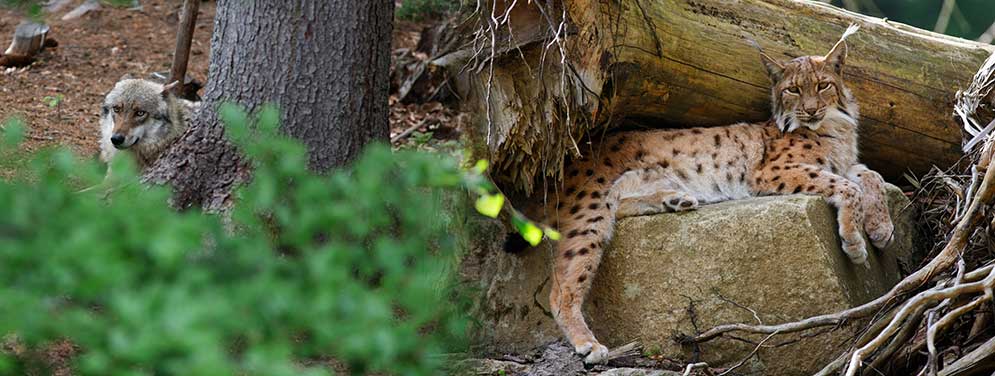 Bayerischer wald wildlife