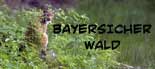 Bavarian forest wildlife photos