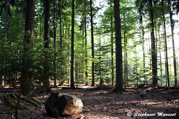 Bavarian forest ambience